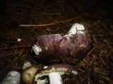 Russula cuprea image