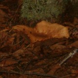Tapinella atrotomentosa image