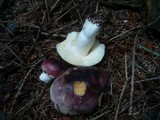 Russula cuprea image