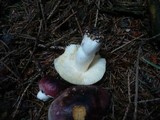 Russula cuprea image