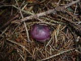 Russula cuprea image