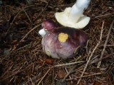 Russula cuprea image