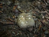 Russula insignis image