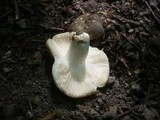 Russula insignis image