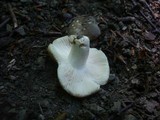 Russula insignis image