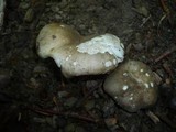 Russula insignis image
