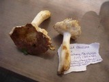 Russula odorata image