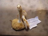Russula odorata image