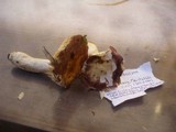 Russula odorata image