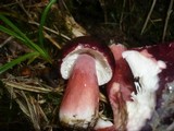 Russula olivacea image