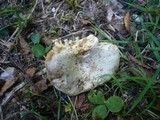 Russula pallidospora image