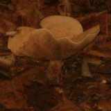 Tapinella atrotomentosa image