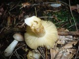 Russula puellaris image