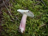 Russula queletii image