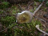 Russula queletii image