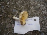 Russula solaris image