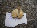 Russula solaris image