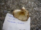 Russula solaris image