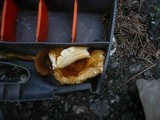Russula subfoetens image