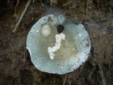 Russula virescens image