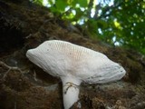 Russula virescens image