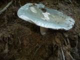 Russula virescens image