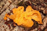 Naematelia aurantia image