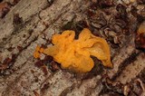 Naematelia aurantia image