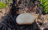 Neolentinus lepideus image