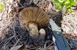 Neolentinus lepideus image