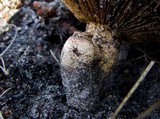Neolentinus lepideus image