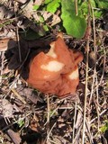 Discina ancilis image