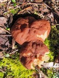 Discina ancilis image