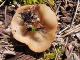 Discina ancilis image