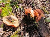 Discina ancilis image