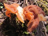 Discina ancilis image