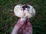 Amanita vernicoccora image