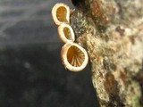 Tectella patellaris image