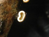 Tectella patellaris image