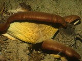 Tapinella atrotomentosa image