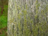 Cyphelium tigillare image
