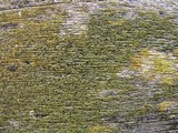Cyphelium tigillare image