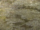 Myriolecis dispersa image