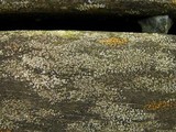 Myriolecis dispersa image