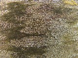 Myriolecis dispersa image