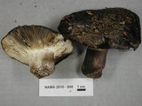 Russula albonigra image