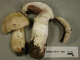 Agaricus chionodermus image