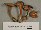 Laccaria bicolor image