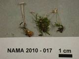 Collybia cookei image