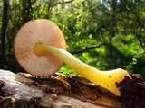 Pluteus romellii image